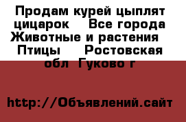 Продам курей цыплят,цицарок. - Все города Животные и растения » Птицы   . Ростовская обл.,Гуково г.